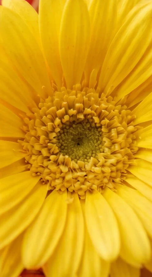 BUQUÊ GERBERAS COLORIDOS - Imagem 6