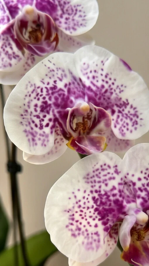 Orquídea Exótica com Áster - Imagem 4