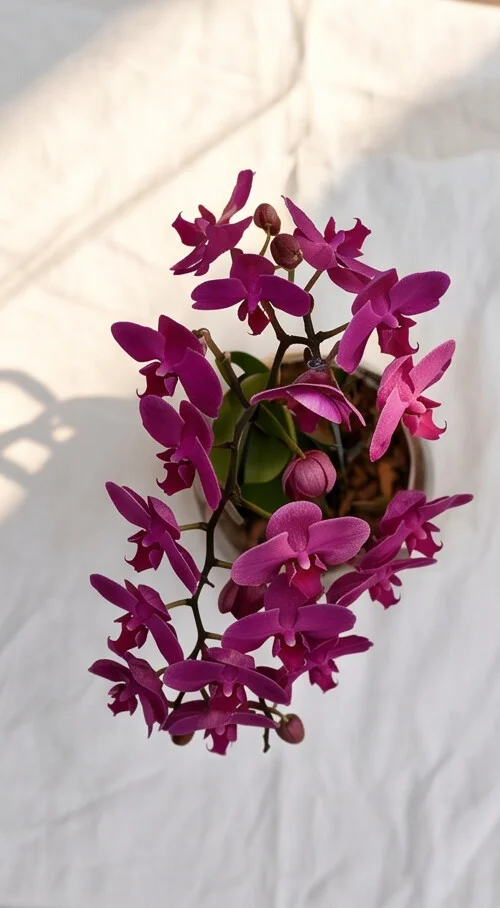 Orquídea Dupla Baixa - Imagem 4