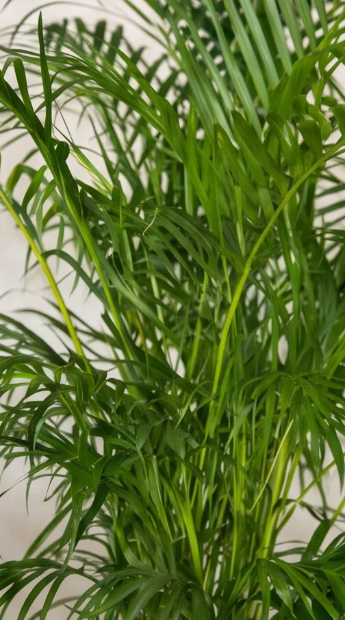 Planta Areca Bambu 1,00m - Imagem 5