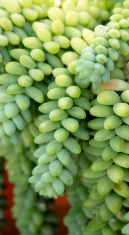 Planta Dedo de Moça - Imagem 2