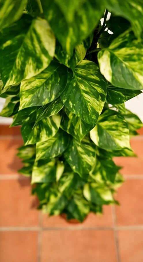 Planta Jibóia - Imagem 5
