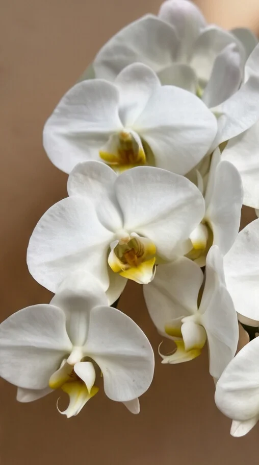 Orquídea com 3 Hastes - Imagem 4