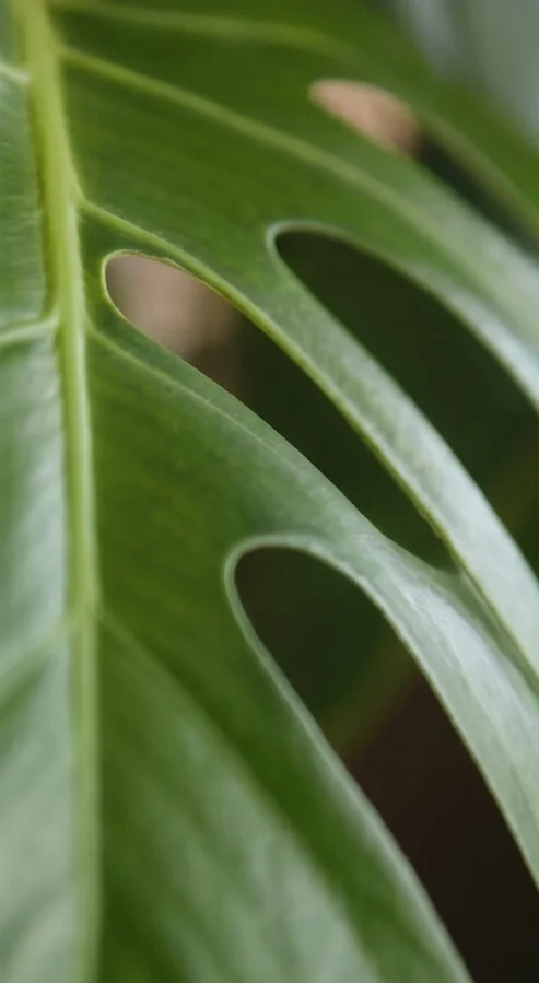 Planta Costela de Adão - Imagem 5