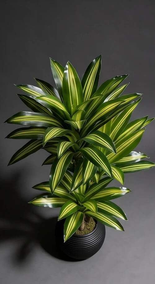 Planta Dracena