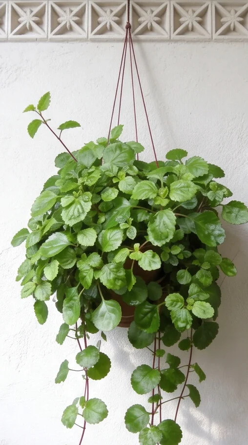 Planta Dólar - Imagem 5
