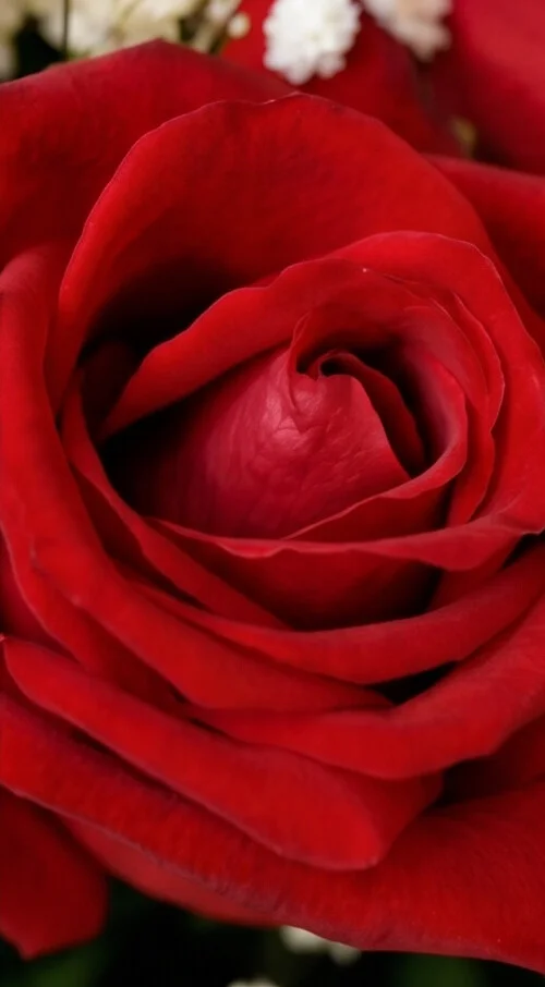 BUQUÊ DE ROSAS NACIONAL 2 DÚZIAS - Imagem 3