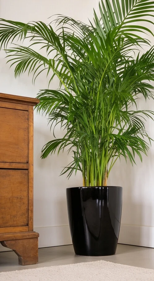 Planta Areca Bambu 1,00m - Imagem 2