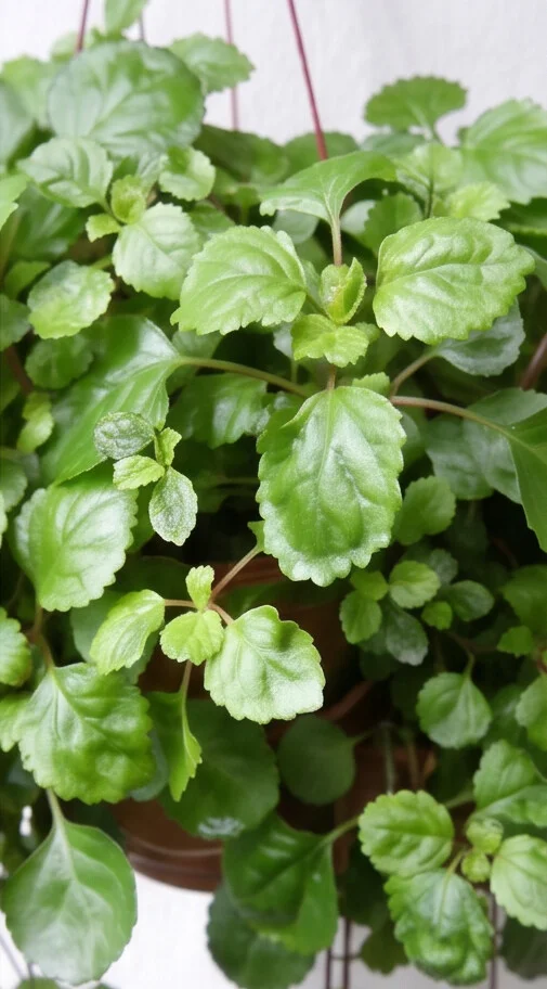 Planta Dólar - Imagem 7