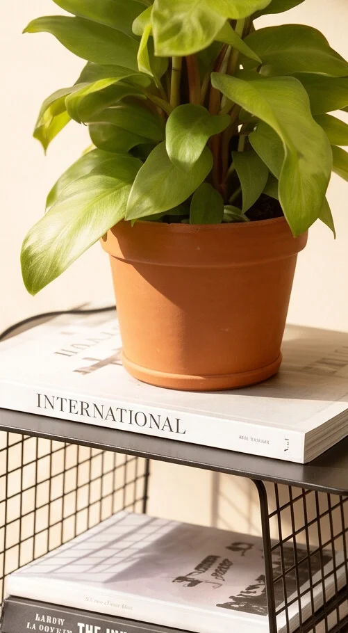 Planta Philodendron - Imagem 2