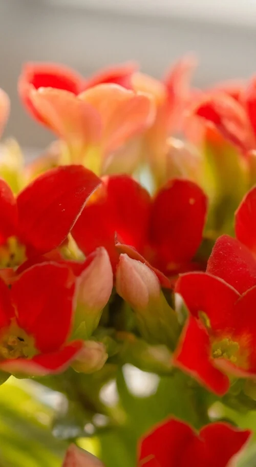 KALANCHOE PEQUENO - Imagem 3