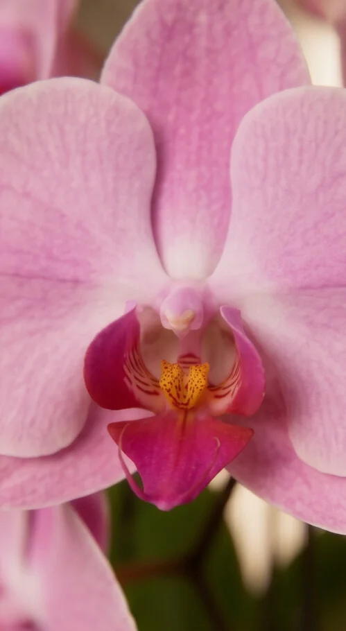 Orquídea Phalaenopsis em Aquário de Vidro - Imagem 6
