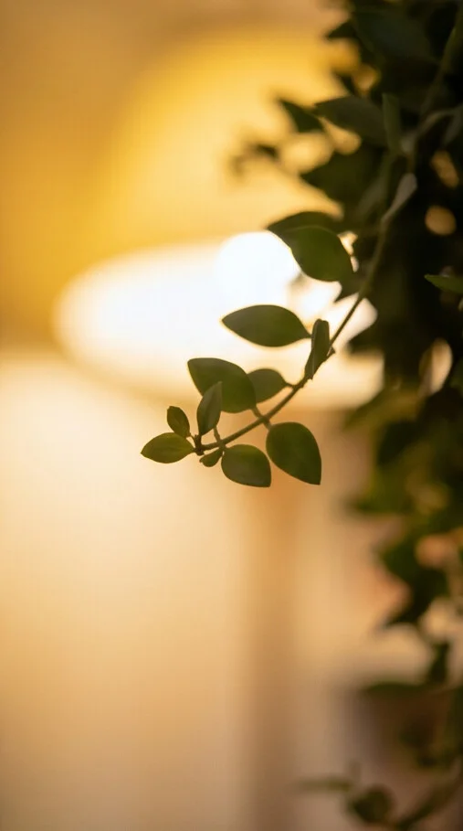 Planta Columéia - Imagem 2