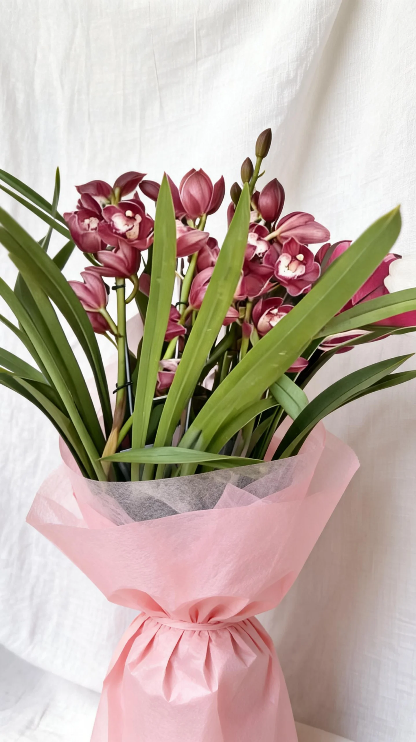 Orquídea Cymbidium Embalada no Crepom - Imagem 5