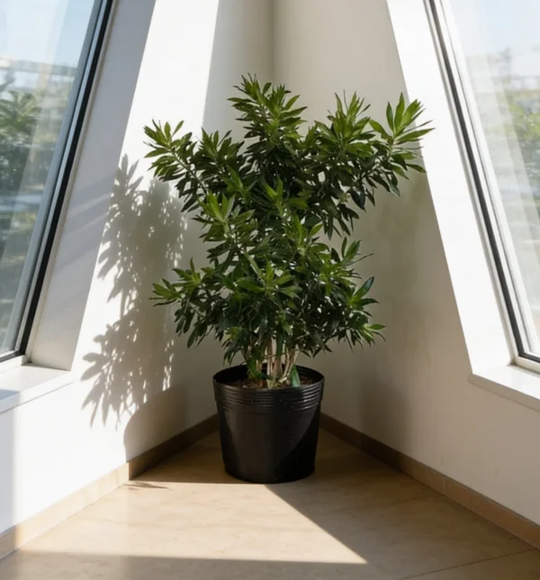 Planta Pleomele