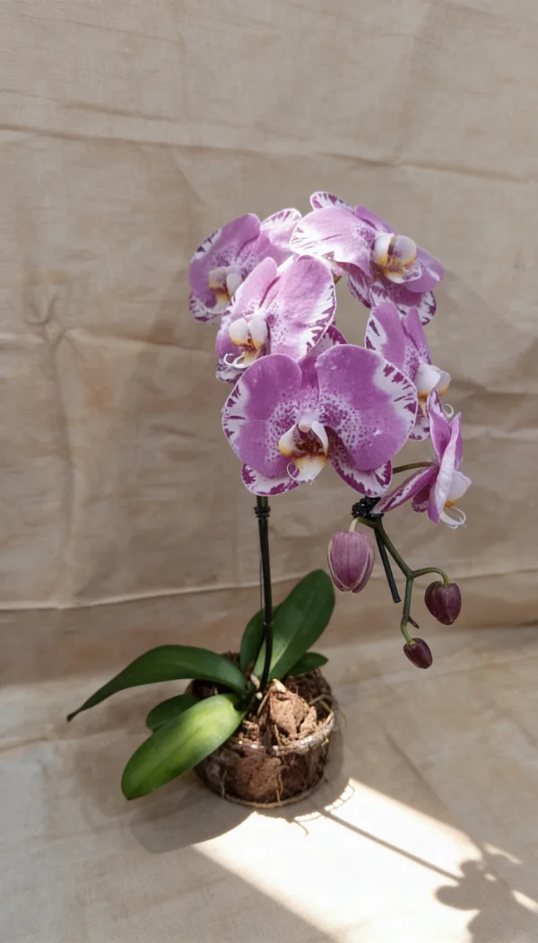 Orquídeas Phalaenopsis Duplas no Aquário de Vidro