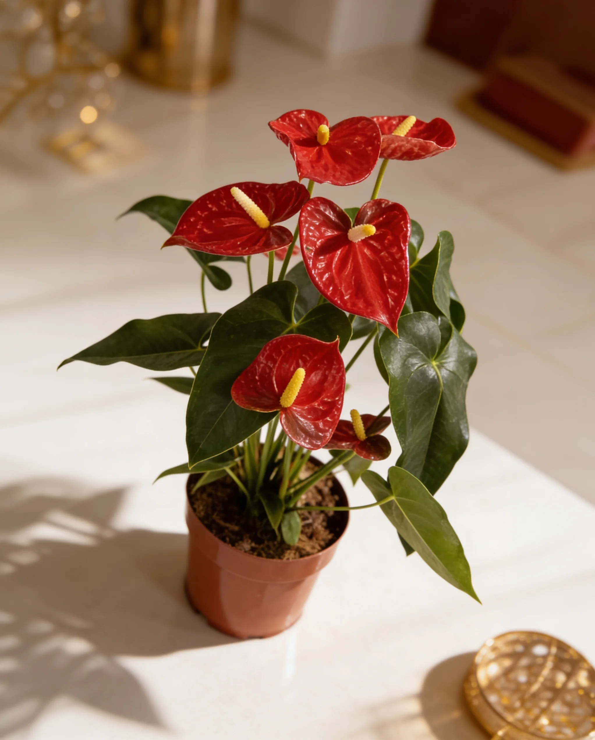 Antúrios Plantados - Imagem 4