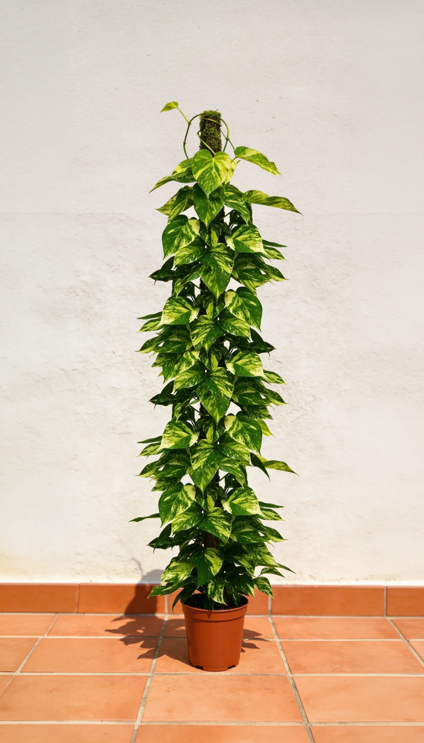 Planta Jibóia - Imagem 2