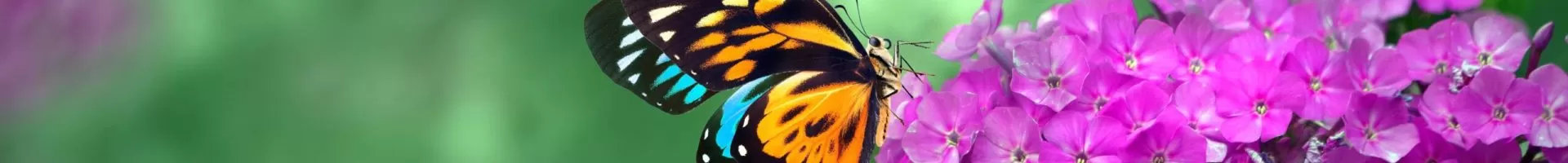 butterfly-purple-flower-min